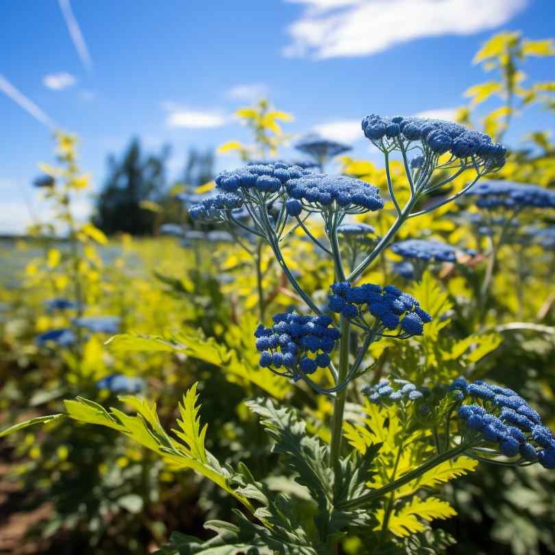 Blue Tansy Essential Oil