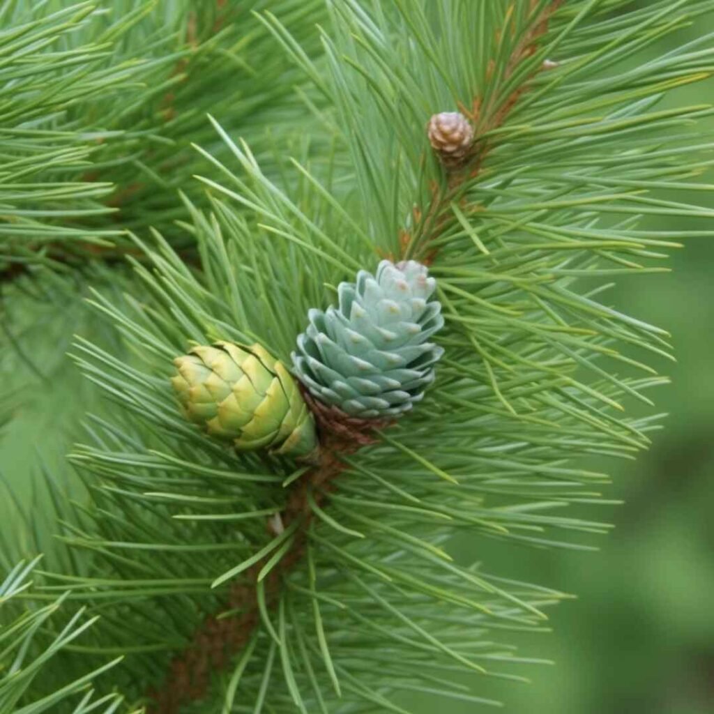 Cedarwood Essential Oil