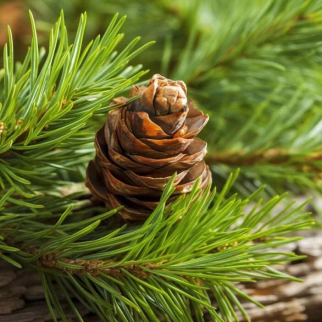 Cedarwood Essential Oil