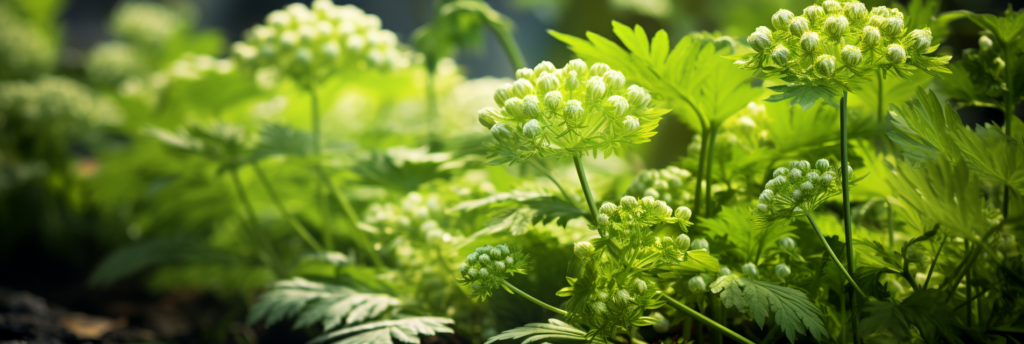 Angelica archangelica plant