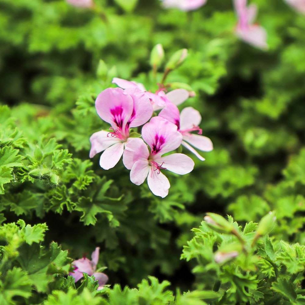 Citronella Essential Oil